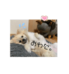 ポメラニアンのまめしし君（個別スタンプ：5）