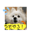 ポメラニアンのまめしし君（個別スタンプ：7）