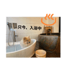 ポメラニアンのまめしし君（個別スタンプ：9）