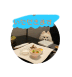 ポメラニアンのまめしし君（個別スタンプ：10）
