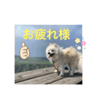 ポメラニアンのまめしし君（個別スタンプ：12）