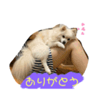 ポメラニアンのまめしし君（個別スタンプ：13）