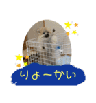 ポメラニアンのまめしし君（個別スタンプ：14）
