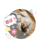 ポメラニアンのまめしし君（個別スタンプ：16）