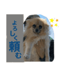 ポメラニアンのまめしし君（個別スタンプ：18）