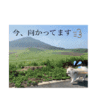 ポメラニアンのまめしし君（個別スタンプ：19）