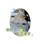 ポメラニアンのまめしし君（個別スタンプ：21）