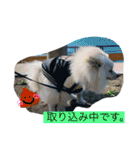 ポメラニアンのまめしし君（個別スタンプ：22）