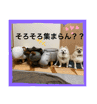 ポメラニアンのまめしし君（個別スタンプ：25）