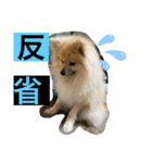 ポメラニアンのまめしし君（個別スタンプ：26）