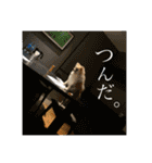 ポメラニアンのまめしし君（個別スタンプ：28）
