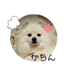 ポメラニアンのまめしし君（個別スタンプ：31）