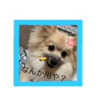 ポメラニアンのまめしし君（個別スタンプ：32）