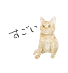さくらねこのぐりと茶とらのぐら（個別スタンプ：5）