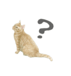 さくらねこのぐりと茶とらのぐら（個別スタンプ：6）