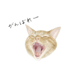さくらねこのぐりと茶とらのぐら（個別スタンプ：8）