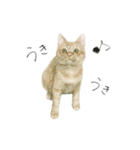 さくらねこのぐりと茶とらのぐら（個別スタンプ：10）