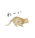 さくらねこのぐりと茶とらのぐら（個別スタンプ：11）