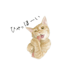 さくらねこのぐりと茶とらのぐら（個別スタンプ：12）