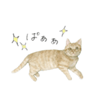 さくらねこのぐりと茶とらのぐら（個別スタンプ：13）