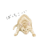 さくらねこのぐりと茶とらのぐら（個別スタンプ：14）