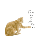 さくらねこのぐりと茶とらのぐら（個別スタンプ：15）