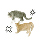 さくらねこのぐりと茶とらのぐら（個別スタンプ：17）