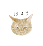 さくらねこのぐりと茶とらのぐら（個別スタンプ：18）