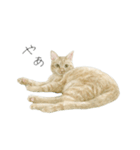 さくらねこのぐりと茶とらのぐら（個別スタンプ：19）