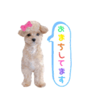 タレ目のテディさん♡2（個別スタンプ：5）
