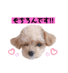タレ目のテディさん♡2（個別スタンプ：8）