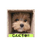 タレ目のテディさん♡2（個別スタンプ：12）