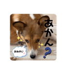 うちのノアは世界一②（個別スタンプ：4）