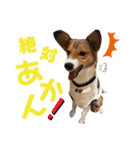 うちのノアは世界一②（個別スタンプ：5）
