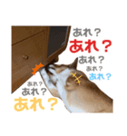 うちのノアは世界一②（個別スタンプ：8）