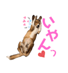 うちのノアは世界一②（個別スタンプ：12）