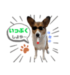 うちのノアは世界一②（個別スタンプ：14）