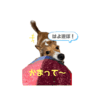 うちのノアは世界一②（個別スタンプ：15）