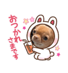 ちょこちゃん こんにちは（個別スタンプ：5）