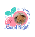 ちょこちゃん こんにちは（個別スタンプ：6）