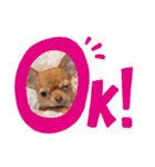 ちょこちゃん こんにちは（個別スタンプ：7）