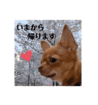 ちょこちゃん こんにちは（個別スタンプ：8）