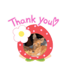 ちょこちゃん こんにちは（個別スタンプ：11）
