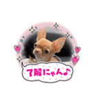 ちょこちゃん こんにちは（個別スタンプ：13）