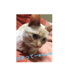 ひな♡かまちょ照（個別スタンプ：2）