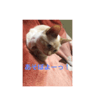 ひな♡かまちょ照（個別スタンプ：7）