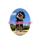 チワワ♡ミニチュアピンシャー（個別スタンプ：1）