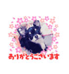 チワワ♡ミニチュアピンシャー（個別スタンプ：2）