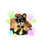 チワワ♡ミニチュアピンシャー（個別スタンプ：3）