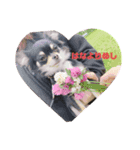 チワワ♡ミニチュアピンシャー（個別スタンプ：4）